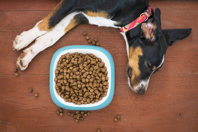 the picky pet problem: encouraging your pet to eat more