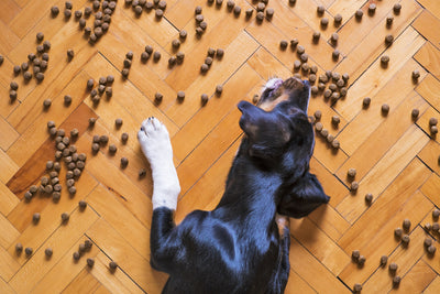 whoa there! what to do when your pet is a speed-eating champ