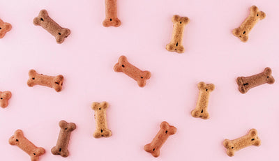tips for treats: make snacks a positive part of your pet’s total nutrition